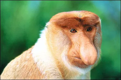 Quel est ce singe ?