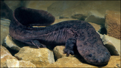 Cette salamandre géante est le plus grand amphibien au monde. Dans quel pays vit-elle ?