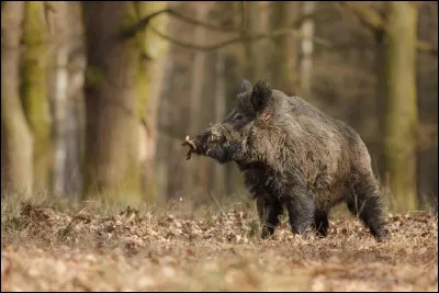 Comment appelle-t-on un sanglier mâle entre 2 et 3 ans ?