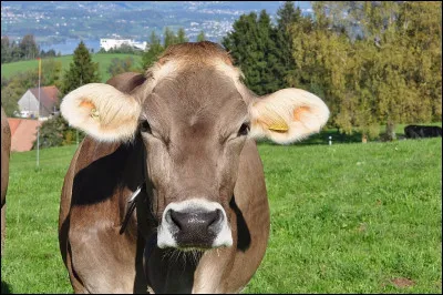 De quel pays le Bukit Pagon, 1 850m, est-il le point culminant ?