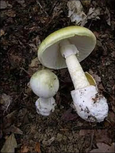 Quel adjectif porte ce champignon hautement toxique appelé amanite ?