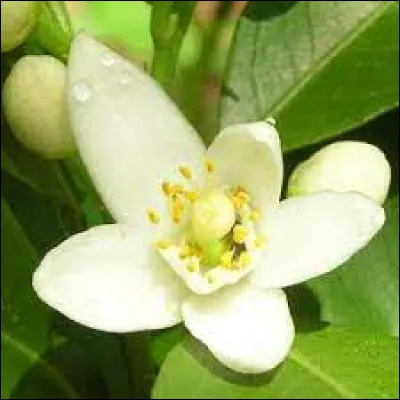 De quelle fleur provient l'huile essentielle de néroli ?