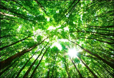 Aimes-tu la forêt ?