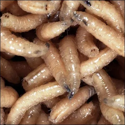 Comment appelle-t-on le premier stade de développement de lindividu chez les arthropodes ?