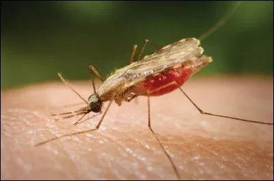La malaria et le paludisme sont la même maladie.