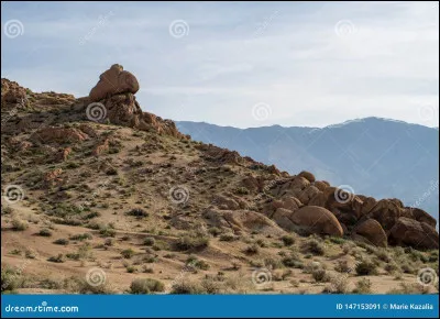 Si tu étais un animal, tu serais :