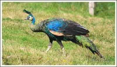 Quel pays a pour emblème un paon ?