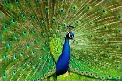 Que dit-on d'un paon lorsqu'il étend ses longues plumes en éventail ?