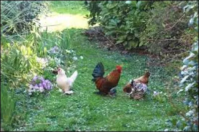 Combien de familles composent l'ordre des gallinacés ?