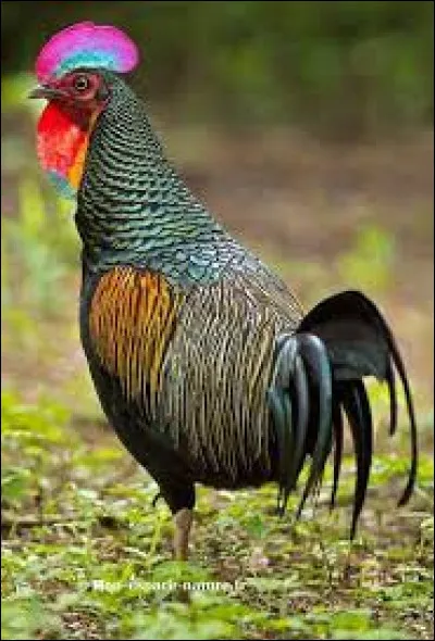 De quelle île vient ce coq ?