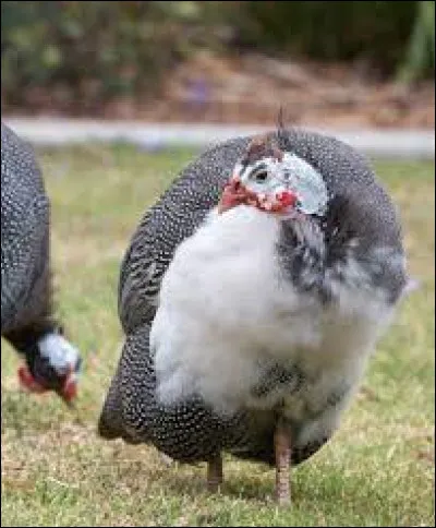 De quel continent provient la pintade ?