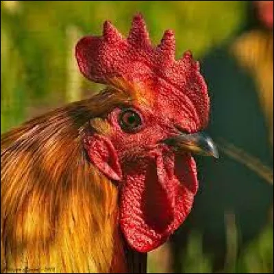 Quel est le nom de cette excroissance présente chez le coq ?