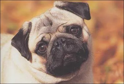 Ce chien est-ce un...