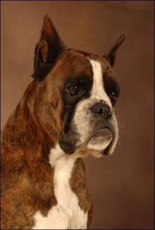 Ce chien est-ce un...