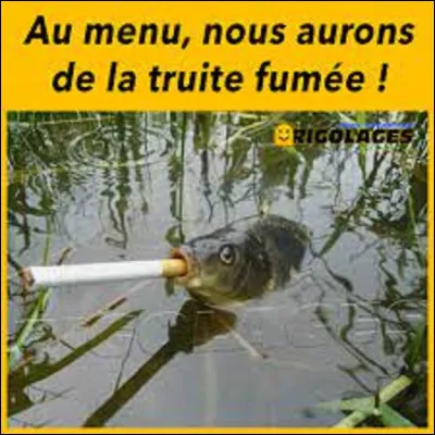 Parmi ces trois espèces de truites, pouvez-vous me dire laquelle est la truite arc- en-ciel ?