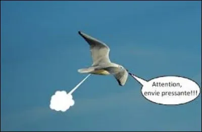 Quel oiseau vole le plus haut dans le ciel, pouvant atteindre 11 300 m d'altitude ?