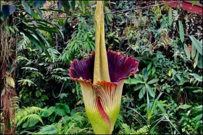 Quelle est la plus grande fleur du monde ?