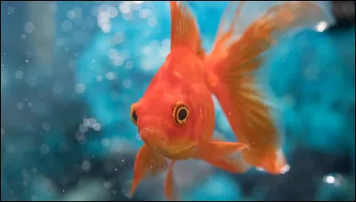 Quel est cet animal très commun ?