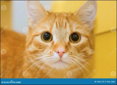 Qui est la fille de de Plume de Chouette ?