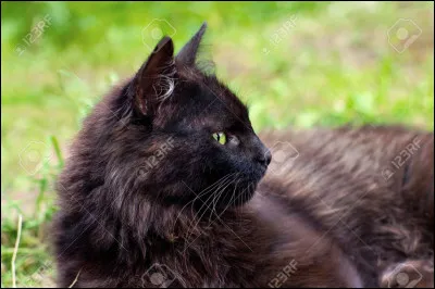 Qui est la mère de Cur de Chêne ?