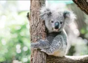Quiz Animaux d'Australie