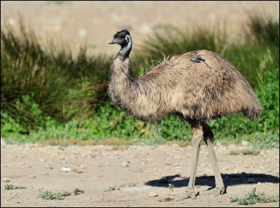 Quel est cet animal ?