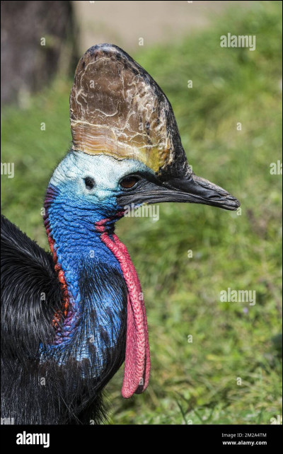 Quel est cet animal ?