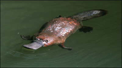 Quel est cet animal ?