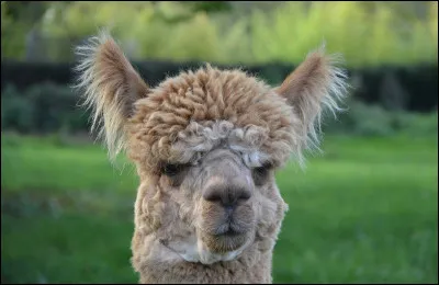 Quelle est la particularité du lama ?