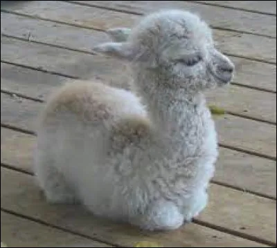 Quel est le nom du petit du lama ?