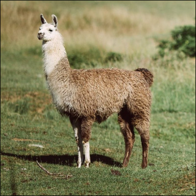 Le lama fait partie de quelle famille ?