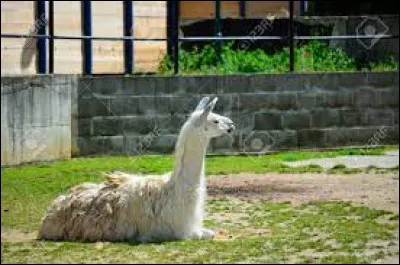 Quelle est en moyenne l'espérance de vie d'un lama ?