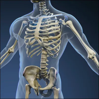 Quel est l'os le plus petit du corps humain ?