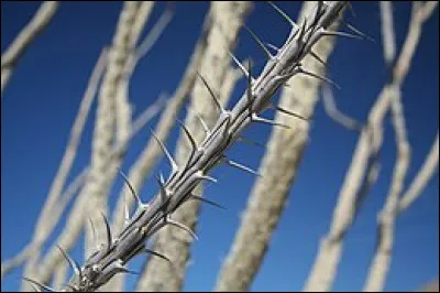 Si vous êtes holacanthe, vous...