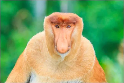 Quel est le nom de ce singe arboricole originaire de l'île de Bornéo (Asie du Sud-Est) ?