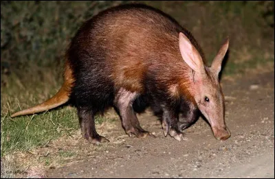 Quel est le nom de ce mammifère, habitant de la savane africaine, surnommé "Cochon de terre" ?