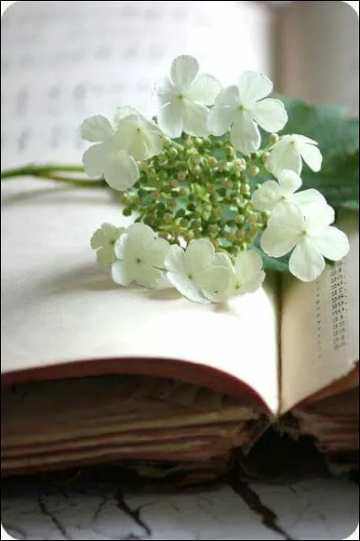 Dans le livre de Stephen King, de quelle couleur est la ligne ?