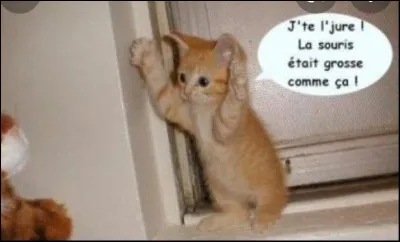 Que préférez-vous comme gibier ?