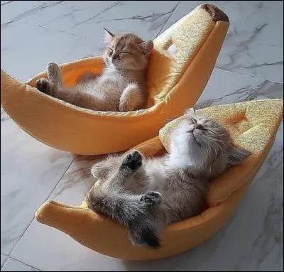 Vous préférez vivre :