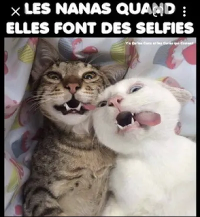 Où êtes-vous le plus doué dans ces propositions ?