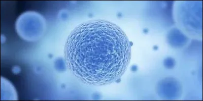 Lequel de ces termes ne correspond pas à une propriété des phospholipides ?