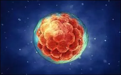 Combien de chromosomes l'ADN d'un procaryote forme-t-elle ?