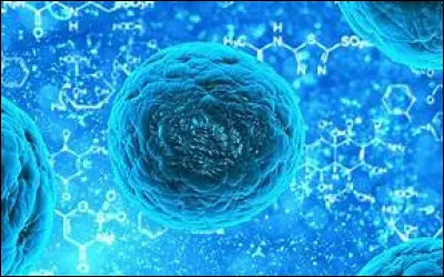 Comment peut-on appeler la région nucléaire du cytoplasme ?