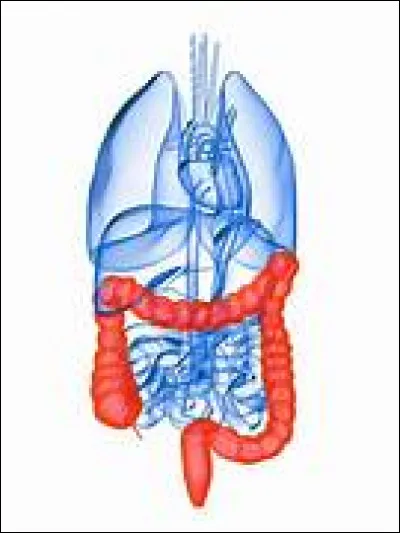 Lequel de ces traitements est un inhibiteur de l'enképhalinase intestinale ?