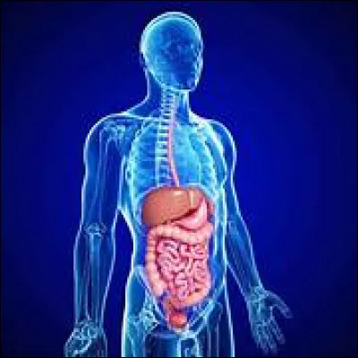 Lequel de ces termes désigne aussi une tourista ?