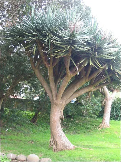 Complétez le titre du film de Joseph Leo Mankiewicz, de 1946, "le château..."