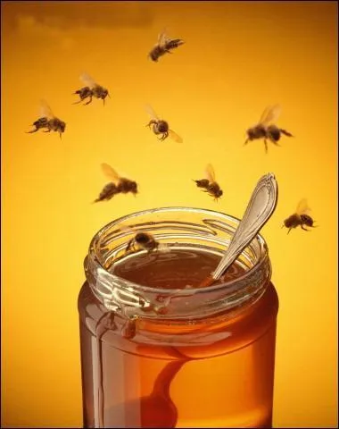 Combien de miel donne une maison d'abeilles ?