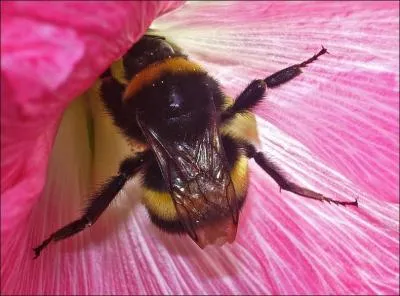 O les bourdons construisent-ils leur nid ?