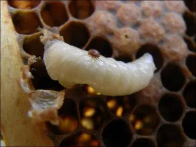 Entre oeuf et nymphe, sous quelle forme existe l'abeille ?