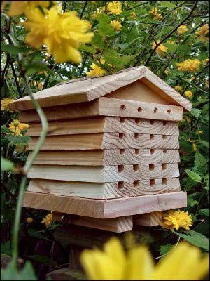 Comment appelle-t-on l'habitation des abeilles ?